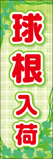 球根 01