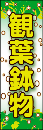 観葉鉢物 01