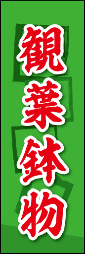 観葉鉢物 02