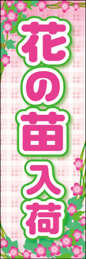 花の苗入荷 01