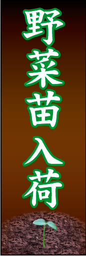 やさい苗入荷01