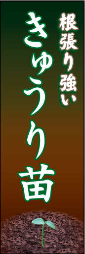きゅうり苗01