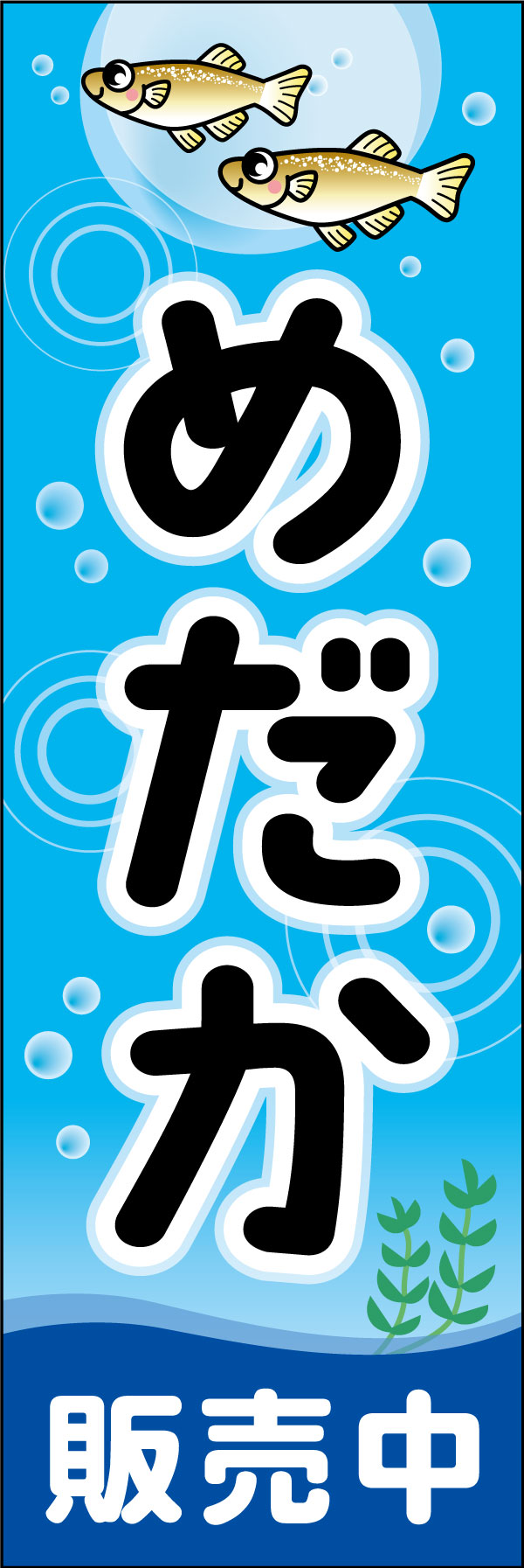 めだか（販売中） 3